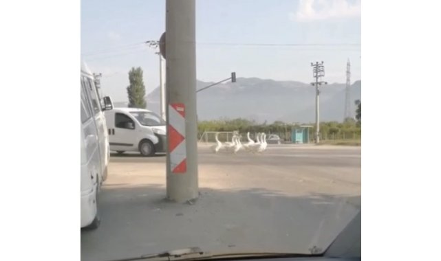 Bursa'da yola çıkan kazlar nedeniyle şehirlerarası yolda trafik durdu
