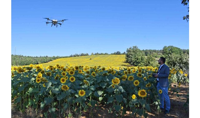 Kestel'de çayır tırtılı istilasına dronlu önlem