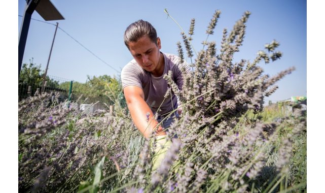 Nilüfer'in Tıbbi-Aromatik Bitki İşleme Tesisi Projesi'ne BEBKA'dan hibe
