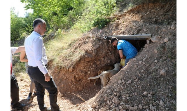 Sokak canlıları için doğal yaşam alanları oluşturuldu