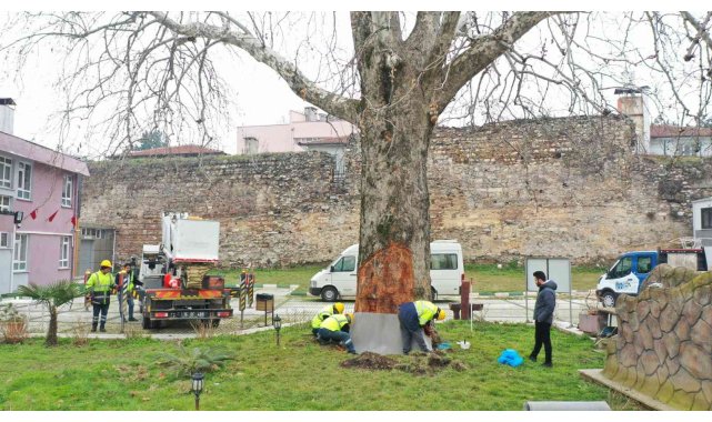 Asırlık çınarlar 'Çınar Hekimleri' ile güvende