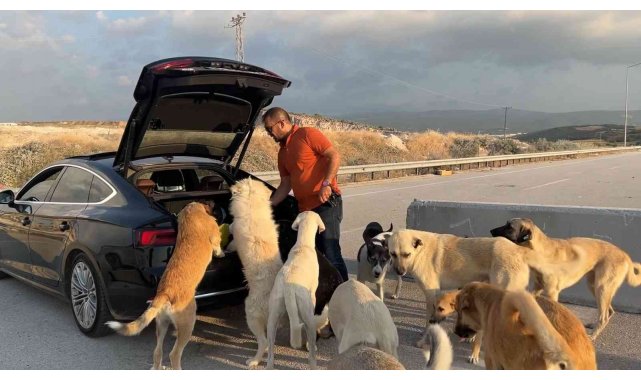 Bu köpekler çok şanslı...Milyonluk arabaya binip ciğer yiyorlar
