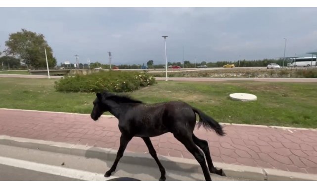 Bursa'da başıboş at trafiği alt üst etti