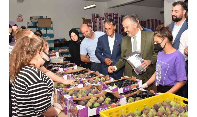 Kraliçe inciri için Bursa Büyükşehir devrede