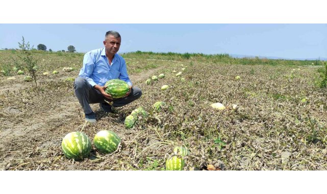 Tarlada 80 kuruşa kadar düştü, tezgahta 4-5 lira