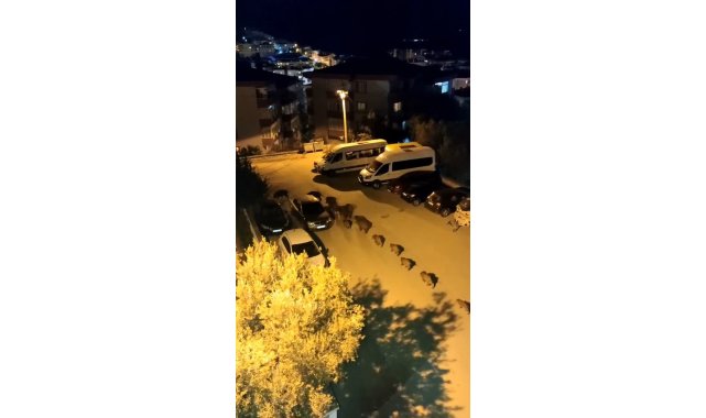 Bursa'da domuz sürüsü şehir merkezine indi