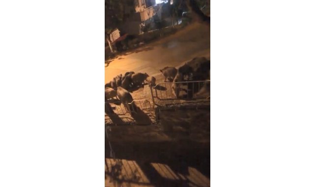 Bursa'da aç kalan domuzlar şehre indi