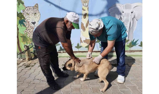 Ücretsiz kuduz aşısına hayvanseverlerden büyük ilgi