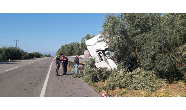 Uyuyan şoför zeytinliğe daldı