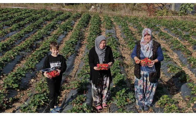 Köylü kadınların hayatı bir fide ile değişti...Köyün tamamı 7 ay çilek üretiyor