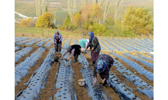 Nilüfer Belediyesi'nden kadın üreticilere 100 bin çilek fidesi