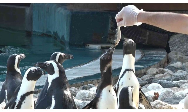 Penguenlerin balık keyfi