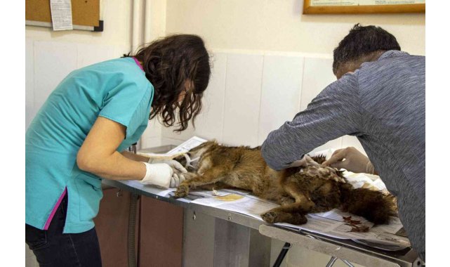 Yaralı çakal 3 saatlik operasyonla sağlığına kavuştu