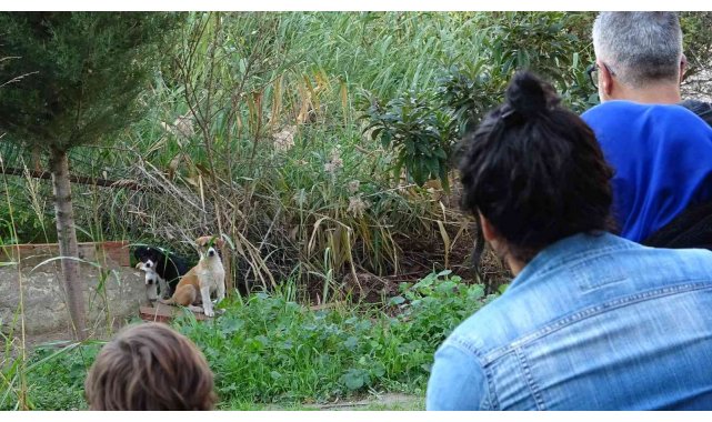 Annelerinin terk ettiği yavru köpeklere site sakinleri sahip çıktı