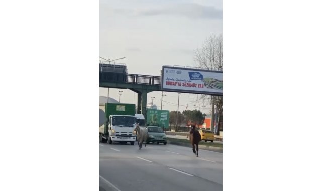 Başıboş atlar yollarda cirit atıyor