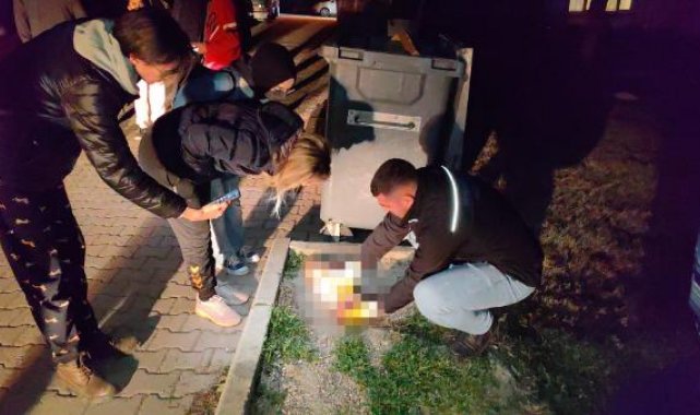 7 ayda baktığı 6 kediden 5'i öldürüldü, 1'i kayboldu