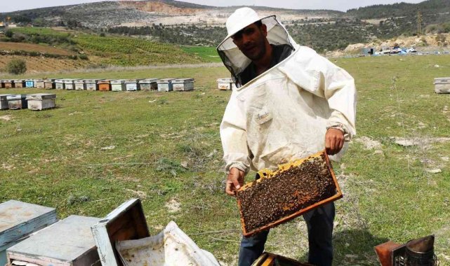 Adana'da bal rekoltesi 12 bin 527'e tona çıktı