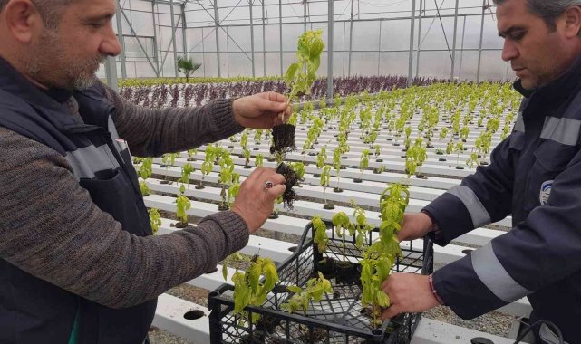 Akuaponik ve hidroponik seralarda üretilen fesleğenler şehri süsledi