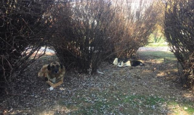 Ankara'da, parktaki köpek kulübelerinin kaldırılmasına tepki