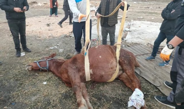 Araç çarpan atı yaşatmak için zamanla yarıştılar