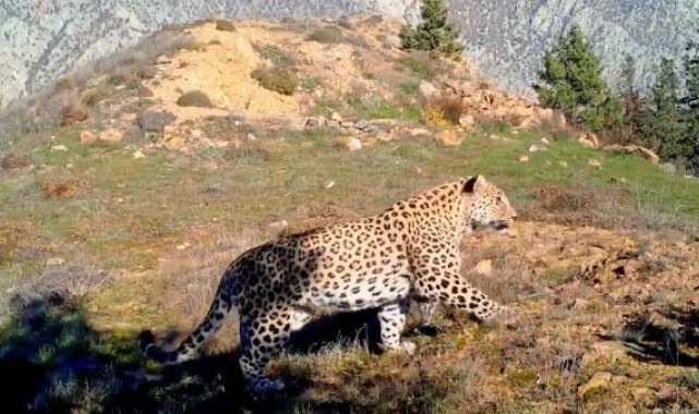 Bakan Kirişci: Anadolu Leoparı iki bölgede yeniden görüntülendi
