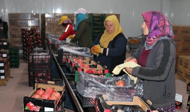 Bozova üretilen narlar Avrupa'ya ihraç ediliyor