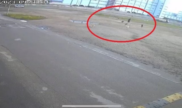 Bursa'da başıboş 10 köpeğin yaşlı kadına saldırması kamerada