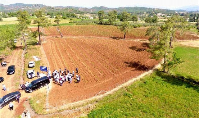 Büyükşehir dut fidanı üretiyor, ipekböcekçiliğini destekliyor