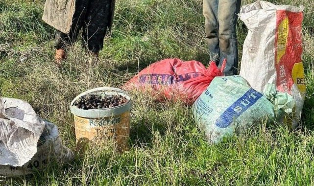 Çaldıkları 155 kilogram zeytin ile suçüstü yakalandılar