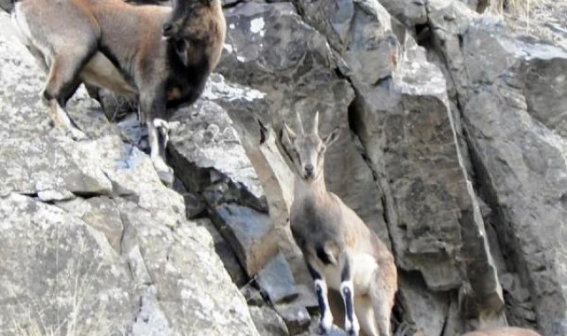 Dağcılar, kayaların usta tırmanıcıları yaban keçilerini görüntüledi