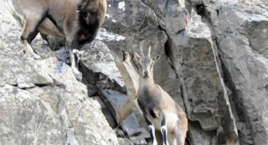 Dağcılar, kayaların usta tırmanıcıları yaban keçilerini görüntüledi