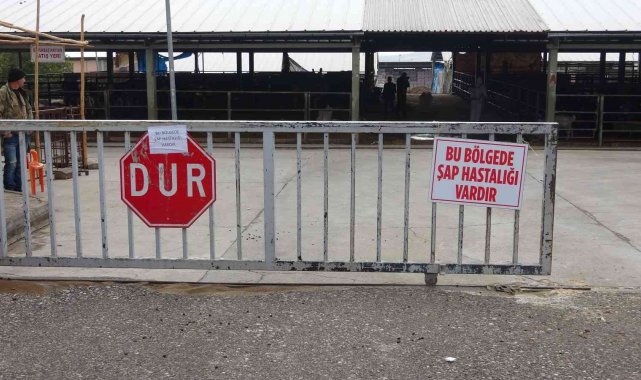 Denizli'de şap alarmı