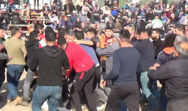 Develer güreşirken sahipleri kavga etti