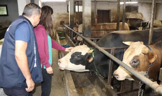 Düzceden Türkiye'ye 3 milyon kanatlı hayvan