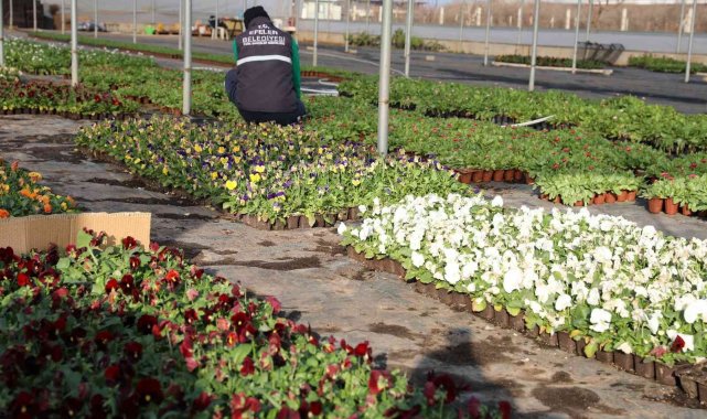 Efeler Belediyesi'nin yetiştirdiği çiçekler kenti süslüyor