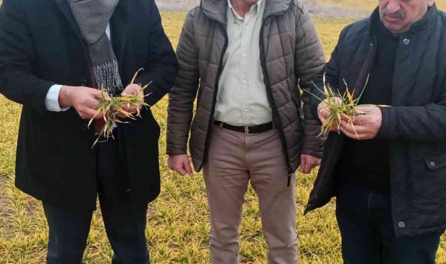 Elazığ'da hububat ve meyve ağaçlarında fenolojik gözlem çalışması yapıldı