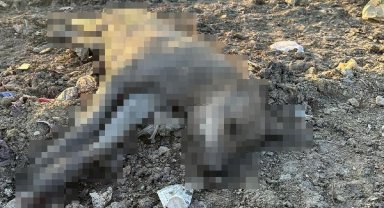 Ergani'deki köpek ölümlerine inceleme