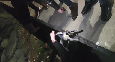 Fatih'te kanadına iğne ve misina takılan martı kurtarıldı