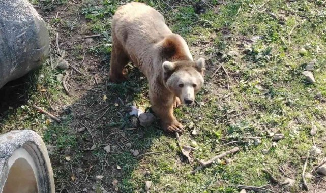 Felç olan ayı, tedaviyle ayağa kalktı