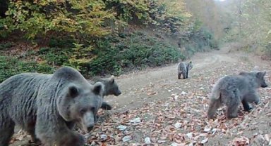 Fotokapanla yaban hayatı analizi yapıldı; tahminden çok ayı ve kurt görüldü