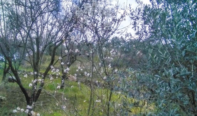 Gazipaşa'da yalancı bahara aldanan ağaçlar çiçek açtı