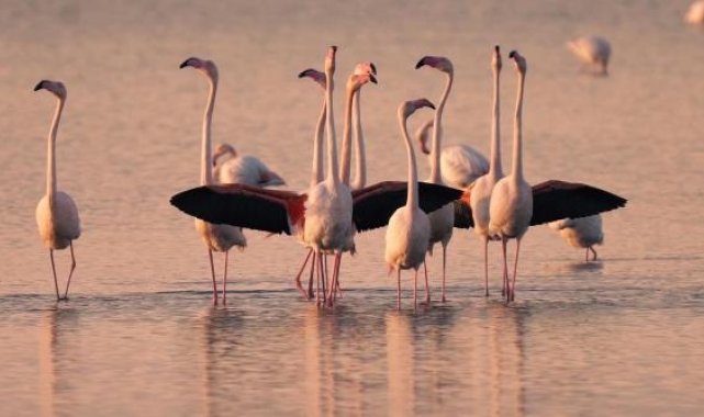 Gediz Deltası'nda flamingo ve pelikanların üreme alanları azaldı