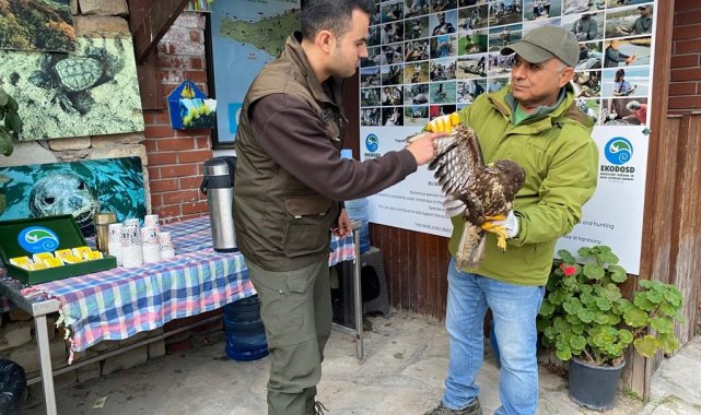 Gökyüzünün efendisi şahin, yaralı halde bulundu