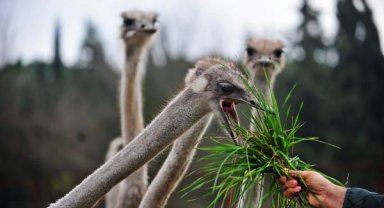 Havanın sıcaklığına aldanan deve kuşları yumurtlamaya başladı