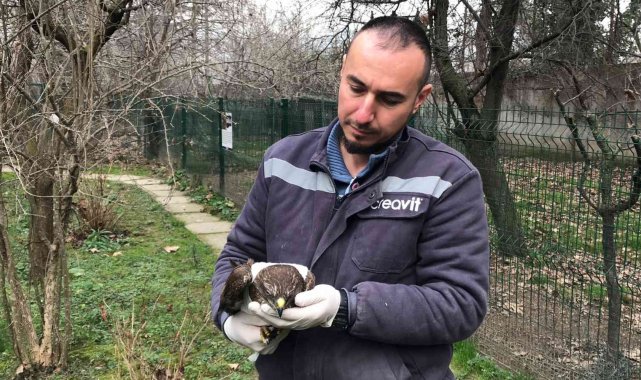 Jandarma ekiplerinin bulduğu yaralı doğan tedavi altında