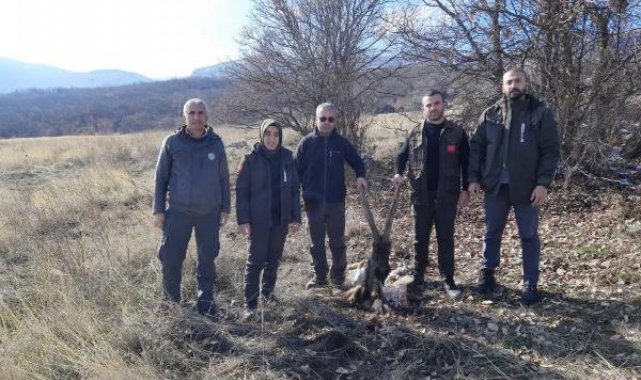 Kaçak yaban keçisi avlayan 4 kişi, kan izlerinden yakalandı