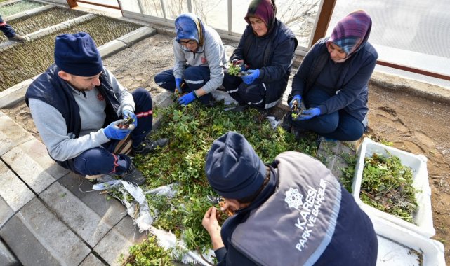 Karesi Belediyesi kendi çiçeklerini üretiyor