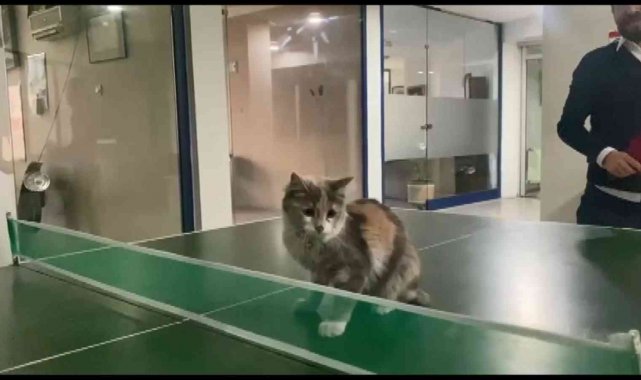 Masa tenisi oynayan kedi gülümsetti