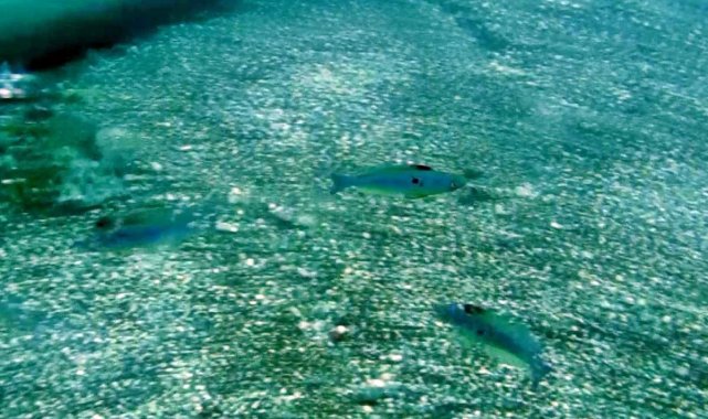 Mevsim normallerinin üzerinde seyreden deniz suyu sıcaklığı, balıkların üreme dönemini saptırdı
