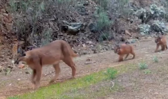 Muğla'da nesli tükenmekte olan karakulaklar fotokapan ile görüntülendi